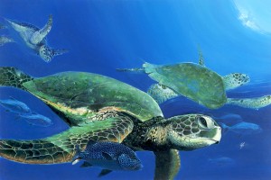 Green Sea Turtles