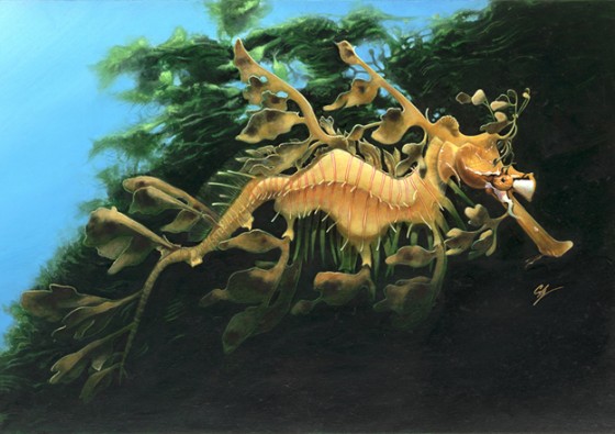 Leafy Sea Dragon